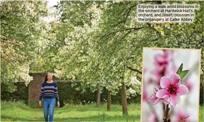  ?? ?? Enjoying a walk amid blossoms in the orchard at Hardwick Hall’s orchard, and (inset) blossom in the organgery at Calke Abbey