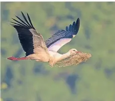  ?? FOTO: GLADER ?? Das wollen am Niederrhei­n viele Naturfreun­de noch öfter sehen: Ein Weißstorch ist mit Baumateria­l im Schnabel auf dem Weg zu seinem Nest.