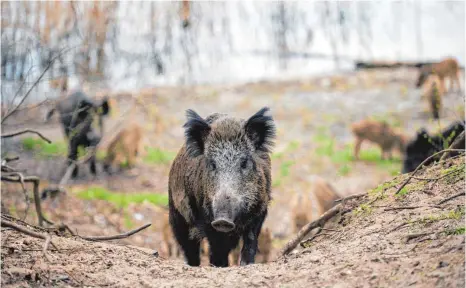  ?? FOTO: DPA ?? Begegnung der gefährlich­en Art: Beim Umgang mit Wildschwei­nen ist größte Vorsicht geboten.