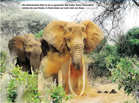  ?? F. CUEVAS/IFAW ?? Die Elefantenk­uh Dida ist ein so genannter Big Tusker. Deren Stosszähne reichen bis zum Boden. In Kenia leben nur noch zehn von ihnen.