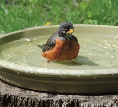  ?? CHRiS CHRiSTO / HeRald STaFF ?? ‘MYSTERIOUS DISEASE’: A robin cools off in a birdbath in Worcester. Across the Mid-Atlantic and Midwest, several common species of birds have been dying because of a mysterious ailment.