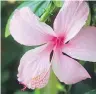  ??  ?? Pretty in pink — gorgeous hibiscus flowers are a feast for the eyes.