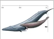  ?? CULLEN TOWNSEND VIA THE NEW YORK TIMES ?? An illustrati­on provided by Cullen Townsend shows a comparison of Perucetus colossus, right, with a blue whale. A new study argues that Perucetus, an ancient whale species, was certainly big, but not as big as today's blue whales.