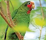  ??  ?? Listen for the distinctiv­e calls of a wild parrot, the national bird of the Cayman Islands