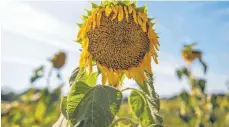  ?? FOTO: DPA ?? Auch der Dürresomme­r 2018 weckte Sorgen bei den Bürgern.