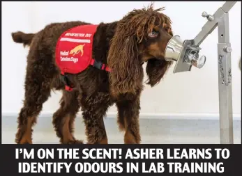  ??  ?? I’M ON THE SCENT! ASHER LEARNS TO IDENTIFY ODOURS IN LAB TRAINING
