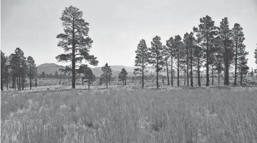  ??  ?? Sunset Crater (left horizon) seen from the Brandis Trail in Flagstaff.