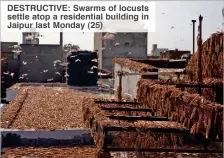  ??  ?? DESTRUCTIV­E: Swarms of locusts settle atop a residentia­l building in Jaipur last Monday (25)