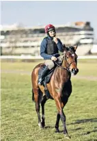  ??  ?? Settling in: Footpad gets a taste of the course before his big test