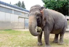  ?? Foto: Silvio Wyszengrad ?? Burma ist einer von zwei Elefanten, die noch im Augsburger Zoo leben. Beide Tiere sind schon recht alt. Damit eine neue Herde aufgebaut werden kann, muss eine neue Elefantena­nlage gebaut werden.