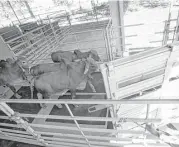  ??  ?? A trailer door is opened for Brahman bulls to be transporte­d from the Texas Department of Agricultur­e Livestock Export Facility.