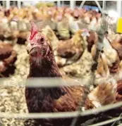  ?? Foto: Jan Woitas, dpa ?? In Deutschlan­ds Mastbetrie­ben entstehen jährlich rund 1,2 Millionen Tonnen Hühner mist. Darin sind auch antibiotik­a resistente Bakte rien.