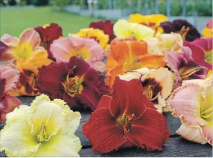  ??  ?? Early, mid- and late blooming day lilies always made The Potting Shed a destinatio­n for colourful displays.