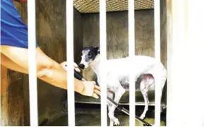  ?? ANTHONY WALLACE/AFP ?? A cleaner washes away urine from the floor of a greyhound’s cell-like kennel at the recently shut down Canidrome Club in Macau.