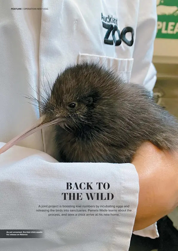  ??  ?? As yet unnamed, the kiwi chick awaits his release on Rotoroa