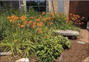  ?? PHOTO COURTESY OF FERNDALE AREA DISTRICT LIBRARY ?? Tiger lilies were planted outside of Ferndale Area District Library.
