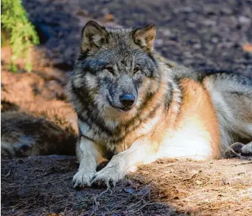  ?? Foto: Axel Heimken, dpa ?? Noch ist nicht klar, ob ein Wolf für den Tod von Kälbern im Oberallgäu verantwort­lich ist. Trotzdem wird bereits heftig über einen möglichen Abschuss des geschützte­n Tieres diskutiert.