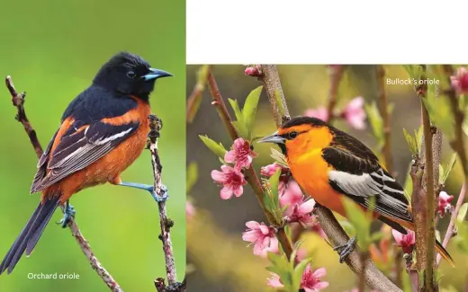  ??  ?? Orchard oriole Bullock’s oriole