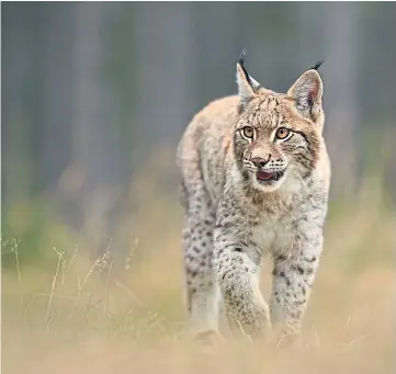  ??  ?? NATURE: A pilot project to reintroduc­e the Eurasion lynx to Scotland will be considered.