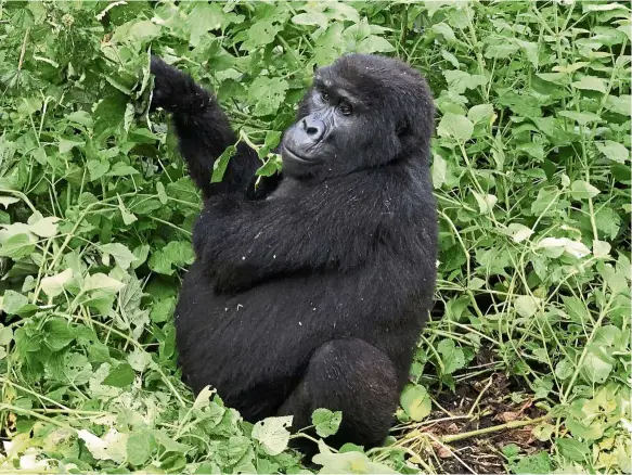  ??  ?? Based on a 2012 census, there are 880 gorillas in the world, living in either uganda, rwanda or Congo.