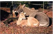  ?? FOTO: VERA GORISSEN/ ZOO KREFELD ?? Einige Tiere warten noch auf Paten: so auch die Nilgau-Antilope Balu.