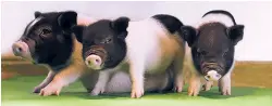  ?? EGENESIS VIA THE NEW YORK TIMES ?? These piglets’ genes were edited to remove a retrovirus in a scientific advance that could make it possible one day to transplant livers, hearts and other organs from pigs into humans.