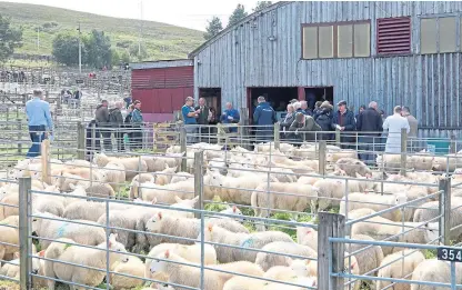  ?? Picture: Andrew Smith. ?? The scene inside the sale ring at Lairg, top, and North Country Cheviot lambs in pens outside.