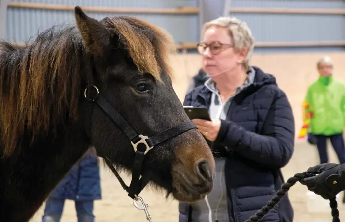  ?? Bild: Karin Zwinkels ?? Den internatio­nella avelsdomar­en Nina Bergholtz bedömer Draumadís från Gunvarbyn.