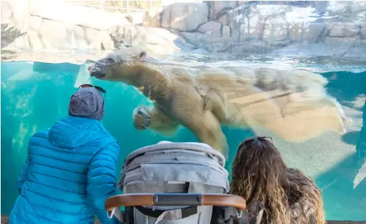  ?? TYLER LARIVIERE/SUN-TIMES PHOTOS ?? Lincoln Park Zoo visitors check out (clockwise from top) polar bears, Japanese macaques and zebras on Friday.