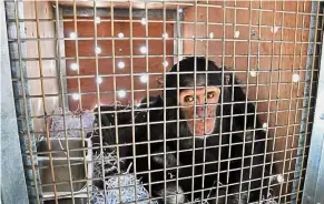  ?? — AFP ?? In safe hands: Manno playing in his transport crate at the airport before his flight to the chimpanzee sanctuary in Kenya.