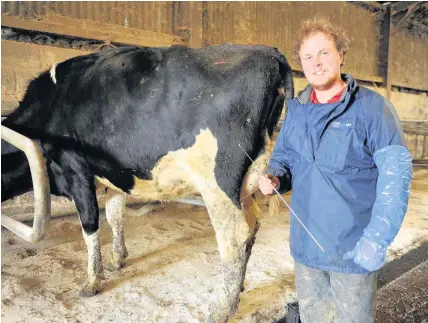  ??  ?? > Alistair Lawrence now has the right skills to inseminate cows in the time frame needed to achieve optimum fertility