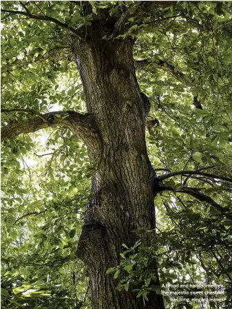  ??  ?? A broad and handsome tree, the majestic sweet chestnut has long, elegant leaves.