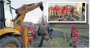  ??  ?? ●●Atlas is lifted back to his feet after firefighte­rs (inset) had dismantled part of the stables. Pictures from GMFRS.