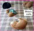  ??  ?? Rhia’s
cats.