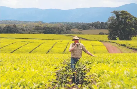  ?? ?? Tony Poyner walks through the Tea Plantation­s at Nerada Tea on the Tablelands.