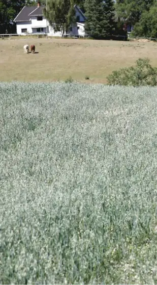  ?? FOTO: GORM KALLESTAD, NTB SCANPIX ?? ØDEALGT AVLING: Mange bønder har fått ødelagt årets avling på grunn av tørke. Dette bildet er tatt på Kløfta i juli.