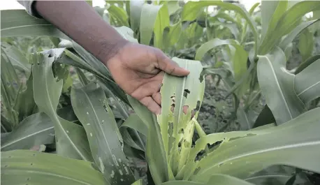  ??  ?? A FARMER in Bubi, near Bulawayo, Zimbabwe, shows the damage to his maize crop caused by the fall armyworm. | AARON UFUMELI EPA African News Agency (ANA) Archives