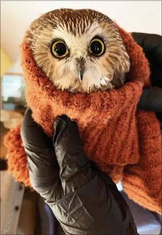  ?? RAVENSBEAR­D WILDLIFE CENTER PHOTO ?? Rocky, the owl discovered in the Rockefelle­r Center Christmas Tree and cared for at the Ravensbear­d Wildlife Center in Saugerties, is seen wrapped in a scarf to keep warm. This image has been reproduced on various items for sale that benefit the non-profit center.