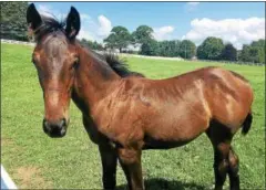  ?? PHOTO PROVIDED BY CARTER OLDER ?? A horse at Avanti Stables.