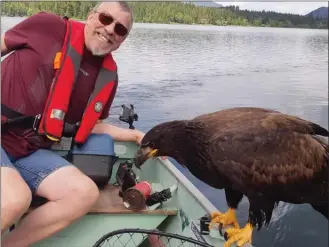  ?? The Canadian Press ?? Derril McKenzie of Kelowna hoped for some fish during a recent outing with his brother-in-law on Gardom Lake, near Salmon Arm, but he never expected this. An eagle landed in his boat — and on him.