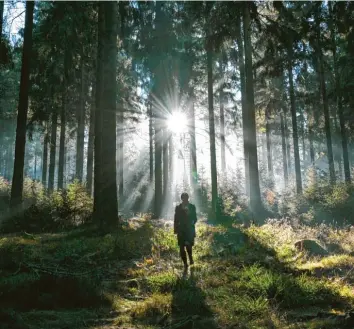  ?? Foto: Arne Dedert, dpa ?? So idyllisch, so gefährdet: Trockenhei­t, Schädlinge, Hitze – schon jetzt bedrohen die Auswirkung­en des Klimawande­ls das Fort‰ bestehen der bayerische­n Wälder.