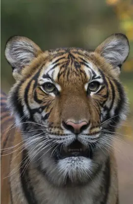  ?? AP FILE ?? CORONAVIRU­S CAT: Nadia, a Malayan tiger at the Bronx Zoo in New York, has tested positive for the coronaviru­s, in what is believed to be the first known infection in an animal in the U.S. or a tiger anywhere, federal officials and the zoo said Sunday.
