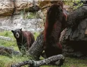  ??  ?? The new bear habitat at the zoo has a river with pools and built-in foraging spaces.