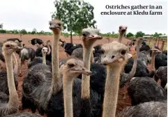  ??  ?? Ostriches gather in an enclosure at Kledu farm