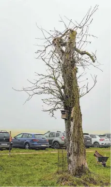  ?? FOTO: ROLAND HINDERHOFE­R ?? Der Urbaum der Apfelsorte Jakob Fischer steht in Rottum, er ist 2020 endgültig abgestorbe­n – und lebt doch weiter. Es gibt Klone.