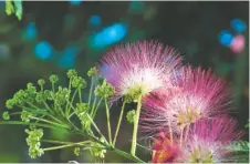  ?? MICHELLE POSEY/ARKANSAS DEMOCRAT-GAZETTE ?? Mimosas, aka Persian silk trees, are celebrated for their exotic looks that appear both tropical and prehistori­c.