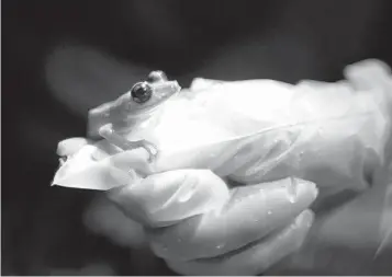  ?? RICARDO ARDUENGO AP ?? The Internatio­nal Union for Conservati­on of Nature says amphibians such the Puerto Rican rock frog are particular­ly at risk, with 41 percent of those species under the threat of extinction.