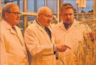  ?? DAVE STEWART/THE GUARDIAN ?? Dan MacEachern, right, research scientist at the Harrington Research Farm, explains the wheat and barley breeding program, which is grown in the greenhouse under special lighting, to federal Agricultur­e Minister Lawrence MacAulay, left, and Malpeque MP...