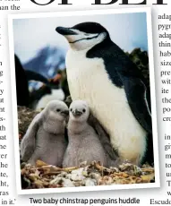  ??  ?? Two baby chinstrap penguins huddle close to their parent for warmth