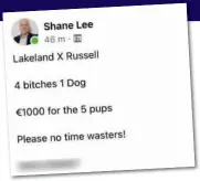  ??  ?? ‘€1,000 FOR THE FIVE PUPS’: The puppy adverts posted by Councillor Shane Lee on Facebook